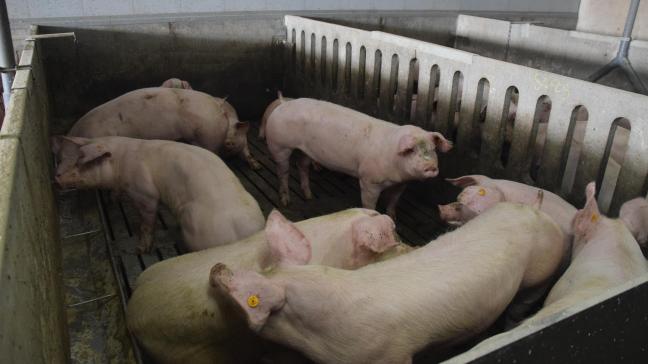 De VPOV houdt bij landbouwers en ketenpartners een online bevraging over de actuele crisis in de varkenssector.