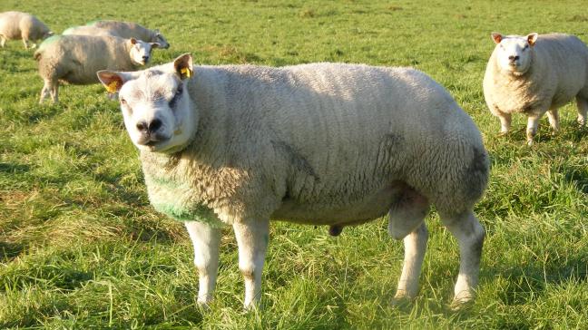 De ram moet vrij zijn van erfelijke gebreken, een goed beenwerk hebben en het voortplantingsstelsel moet optimaal functioneren.