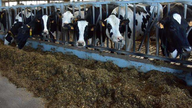 Op een Vlaams landbouwbedrijf zaten in 2020 gemiddeld 154 runderen.