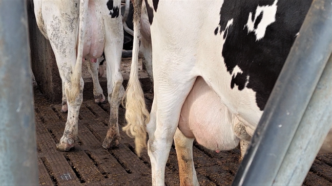 Mastitis komt veel vaker voor in de eerste 20 dagen van de lactatie.