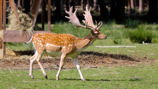 De nog 35 aanwezige damherten zijn gelukkig samengebracht in een eerste raster dat wolfproof is gemaakt.