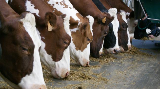 De afbouw van de veehouderij lijkt hét wondermiddel voor heel wat problemen.