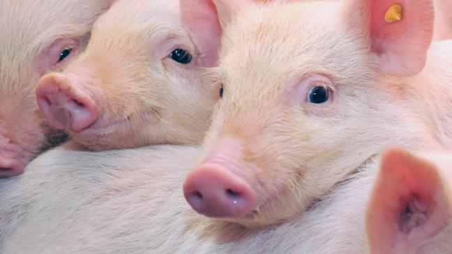 Samen met onze dierenarts en dankzij het PRRS-programma kregen we de situatie op ons bedrijf onder controle. We blijven monitoren, want dat heeft zijn nut al bewezen!”