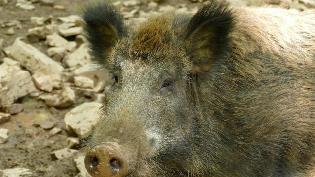 Wees waakzaam voor herintroductie van Afrikaanse varkenspest.