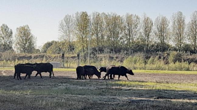 Een kudde waterbuffels graast sinds vorige maand op de Verrebroekse Plassen.