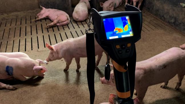 Meting van de huidtemperatuur van vleesvarkens met behulp van een infraroodcamera op een statief.
