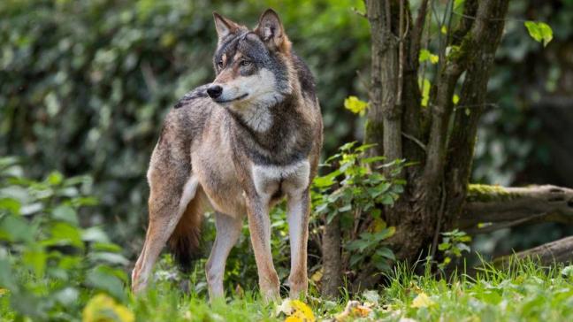 Volgens de eerste vaststellingen gaat het om een jonge vrouwelijke wolf.