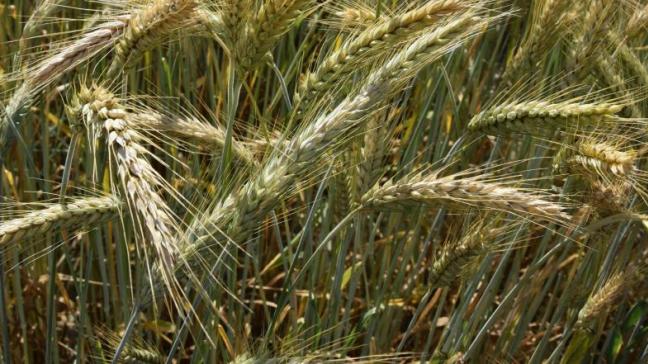 Triticale laat volgens StatBel een opbrengstdaling van een vijfde zien.