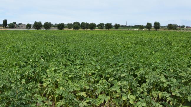 In de praktijk wordt door aardappeltelers vaak te vroeg behandeld tegen alternaria.