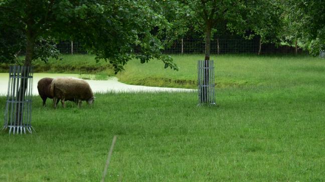 Voor de aanleg van kleine landschapselementen of water- en bodembeheer kunnen Vlaamse landbouwers een beroep doen op de niet-productieve investeringssteun binnen het VLIF.