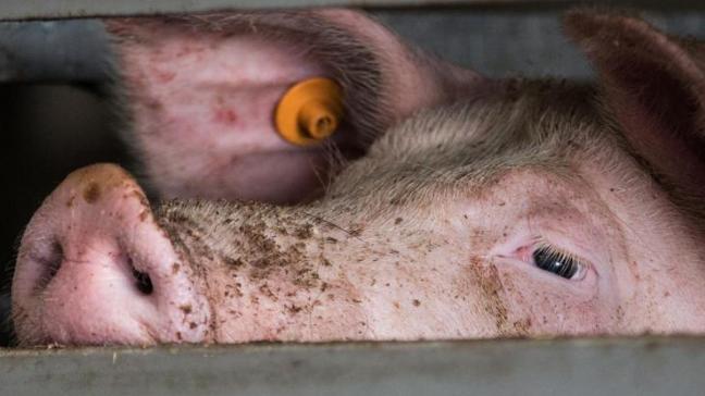 Vlaanderen voorziet 16 miljoen euro steun aan de noodlijdende varkenssector.