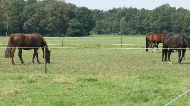 In 5 jaar is het aantal paarden in Vlaanderen met ruim een derde gestegen.