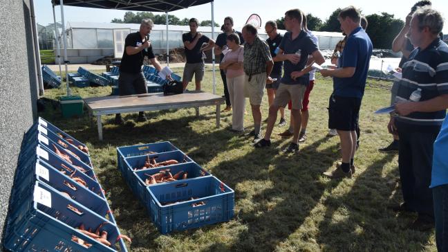 Vooral de oranje bataat valt in de smaak bij consumenten en bij de industrie.