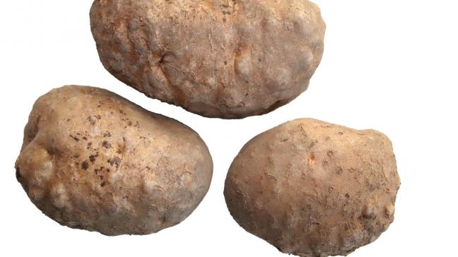 Aardappelen aangetast door aaltjes.