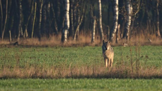 Een tweede wolf trekt door de provincie Antwerpen.