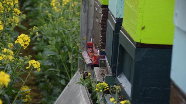 Een robotbloem is ontwikkeld die bruikbaar is voor ecologisch onderzoek naar gedrag van bijen en andere bestuivers .