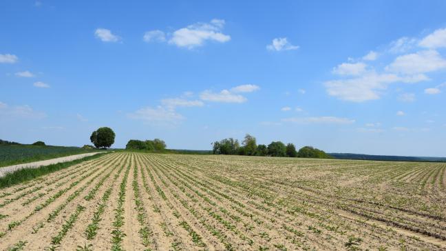 De veldopkomst bij suikerbieten was in 2021 zeer variërend tussen de percelen, afhankelijk van de zaaidatum en beïnvloed door de koude kiem– en opkomstomstandigheden.