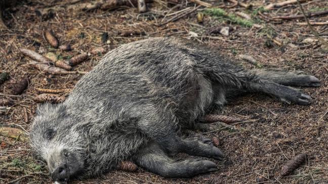 De uitbraken bij wilde everzwijnen in Europa stijgen al zeker 3 jaar op rij.