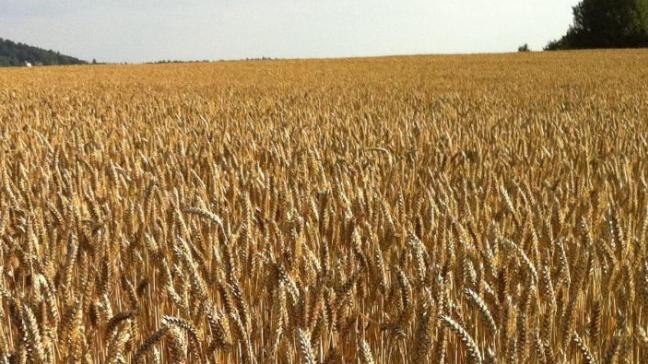 Voor het hele jaar 2021 bereikte de FAO-index van de graanprijzen echter zijn hoogste jaarniveau sinds 2012 en lag hij gemiddeld 27,2% hoger dan in 2020.