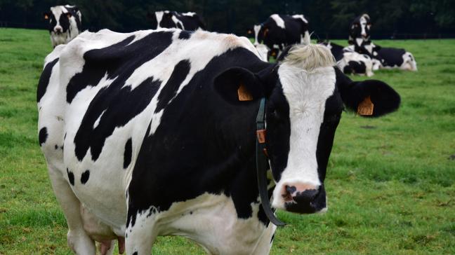 In Nederland ligt het percentage melkkoeien dat buiten loopt hoog.