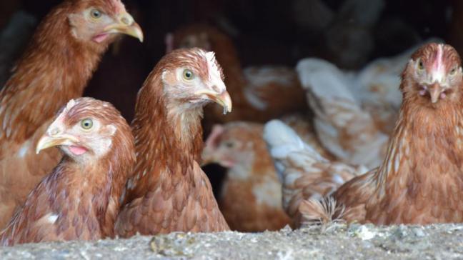 Ook in ons land zijn al verschillende gevallen van vogelgriep vastgesteld.