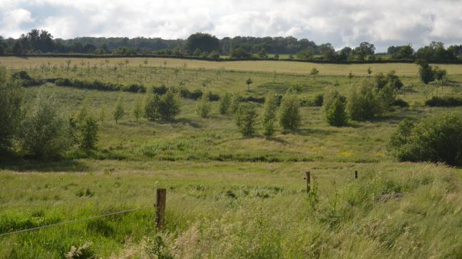 Voor ecoregelingen wordt in Wallonië een bedrag van 345 miljoen euro voorzien.