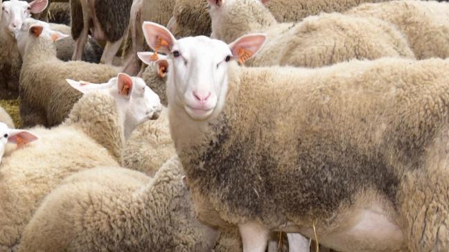 Voor het slachten van kleinere landbouwdieren zijn er minder en minder regionale  inrichtingen.