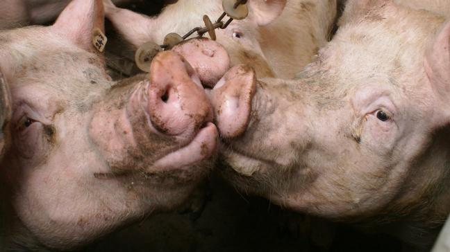 “De situatie voor vele boeren in de varkenssector wordt stilaan uitzichtloos. Het is onze taak als volksvertegenwoordigers hen te ondersteunen en voor hun belangen te vechten”, stelt Bart Van Hulle scherp.