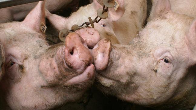 Preventief gebruik van antibiotica moet steeds verantwoord worden via het diergeneeskundig voorschrift.