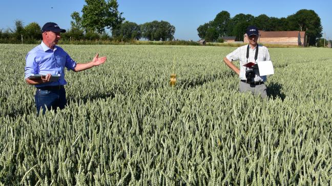 Minder gebruik van gewasbeschermingsmiddelen kan, volgens het WUR-onderzoek, leiden tot kwaliteitsproblemen. Granen zouden vatbaarder kunnen worden voor schimmels.