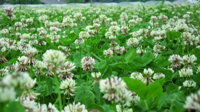 Planten en grassen kunnen broeikasgassen uit de atmosfeer halen en die opslaan in de bodem.