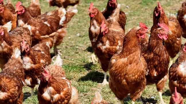 Volgens Europese handelsnormen mogen eieren van hennen met vrije uitloop slechts als ‘eieren van hennen met vrije uitloop’ in de handel worden gebracht als de toegang van de leghennen tot hun uitloop in de openlucht niet langer dan 16 weken is beperkt.