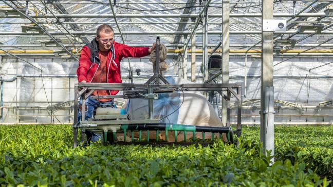 “De oogst doen we met een theeoogstmachine. Ik beschouw het als een brede grasmaaier die in de hoogte afgesteld kan worden. Zo neemt die enkel de jonge toppen mee”, vertelt Dionne Oomen.