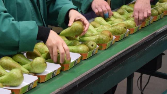 Onder meer bij de teelt en verwerking van fruit en groenten spelen seizoensarbeiders een cruciale rol.