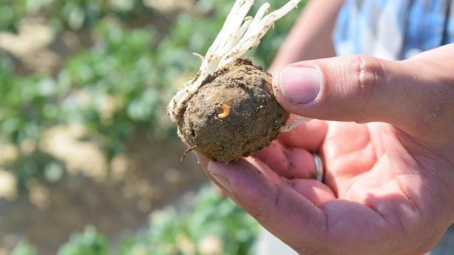 De ritnaald veroorzaakt schade door in de aardappelknollen gaatjes te maken en door er gangen in te boren.