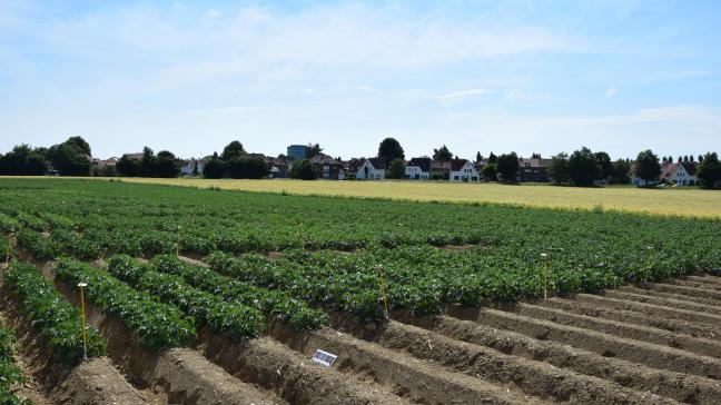 Op 3 locaties had het Landbouwcentrum Aardappelen vorig jaar rassenproeven aanliggen, naast bijkomende demonstratieve proeven.
