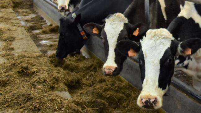 Vandaag bedraagt het aandeel biologische rauwe melk slechts 1,5% van de totale Vlaamse hoeveelheid rauwe melk.