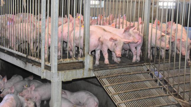Heel wat varkenshouders hebben de voorbije jaren zwaar geïnvesteerd in nieuwe (ammoniakemissiearme, vrijloop) stallen.
