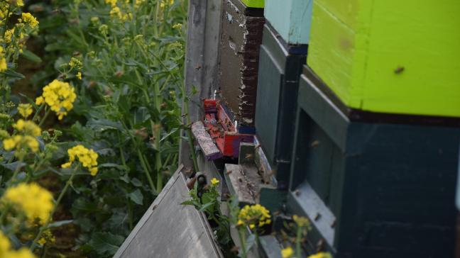 Het effect van gewasbescherming op bijen moet beter geëvalueerd worden, stelt het Belgian Biodiversity Platform.