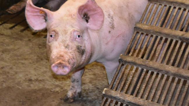 In Nederland startte men jaren geleden al met de afbouw van de varkensstapel in kwetsbare gebieden.