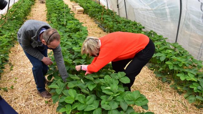 Vaak worden verse, lekkere Belgische aardbeien ook in een hoevewinkel verkocht.