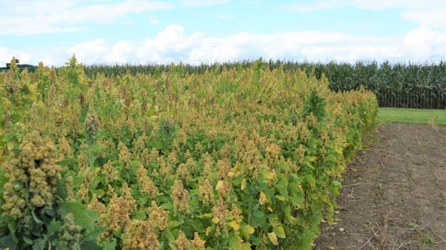 Crevits mogelijke kansen voor de landbouwsector met droogteresistente en zouttolerante teelten, bijvoorbeeld quinoa en zoute aardappelen.