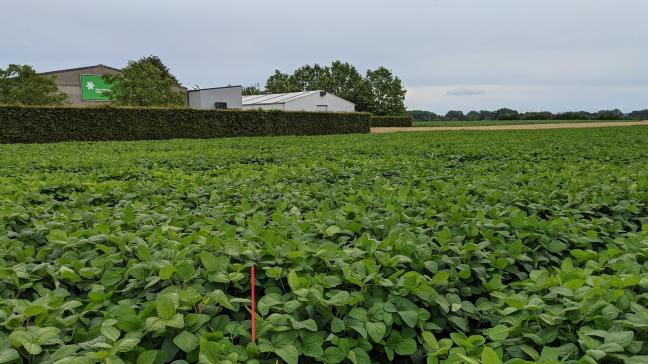 Sojaperceel nabij het Praktijkpunt Landbouw in Vlaams-Brabant.