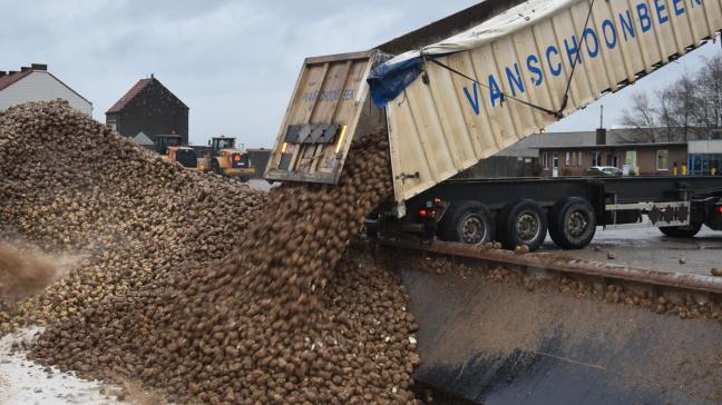 De nieuwe minimum all-inprijs voor de bieten die dit voorjaar 2022 worden gezaaid, bedraagt 38 euro bij 18 °Z.