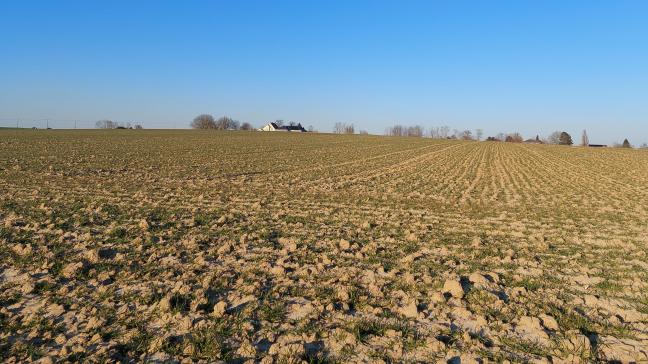 Wintergranen moeten nog niet behandeld worden tegen bladluizen.