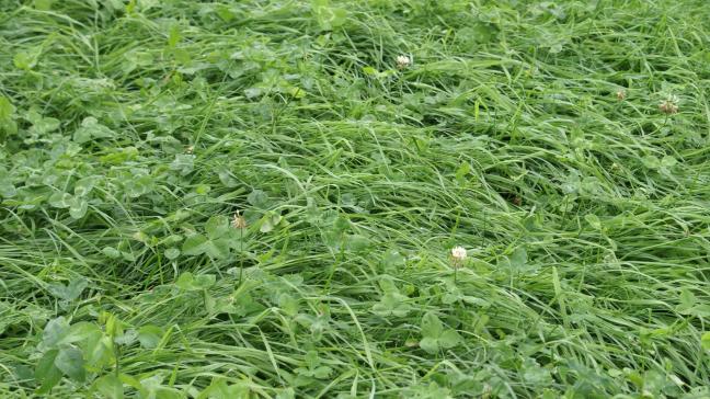 Bij de aanvraag van de VLI-premie voor de teelt van grasklaver moet de klaver duidelijk zichtbaar aanwezig zijn op het veld.