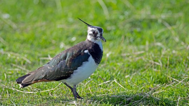 Boerennatuur Vlaanderen zoekt uit of drone-technologie soelaas kan bieden bij het zoeken naar kievitsnesten.