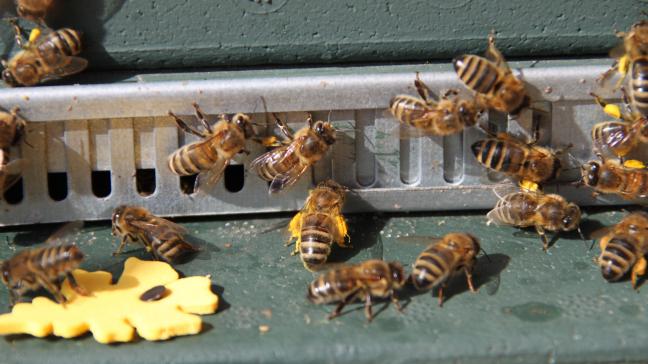 De opdracht van vandaag is niet enkel te focussen op bijenvolken met een stevige honingproductie, maar evenzeer met een hoge varroaresistentie.