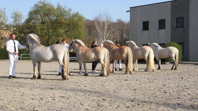 Foto van alle aanwezige kleuren op de laatste hengstenkeuring van de Fjorden.