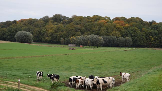 Dierenwelzijn Vlaanderen trad vorig jaar enorm veel op waar het niet in orde was met dierenwelzijn.